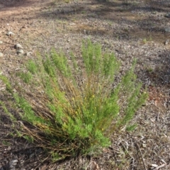 Chrysocephalum semipapposum at Nicholls, ACT - 21 Oct 2017