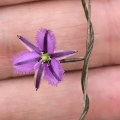 Thysanotus patersonii (Twining Fringe Lily) at Bungendore, NSW - 22 Oct 2017 by yellowboxwoodland