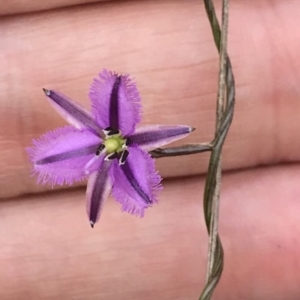 Thysanotus patersonii at Bungendore, NSW - 22 Oct 2017 01:01 PM