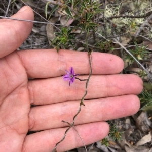 Thysanotus patersonii at Bungendore, NSW - 22 Oct 2017 01:01 PM