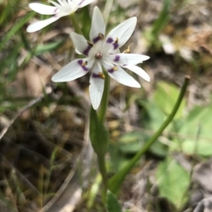 Wurmbea dioica subsp. dioica at Bungendore, NSW - 22 Oct 2017