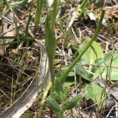 Wurmbea dioica subsp. dioica at Bungendore, NSW - 22 Oct 2017