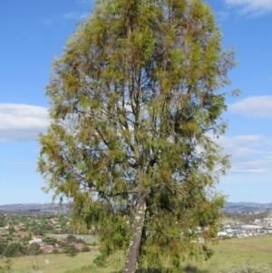 Exocarpos cupressiformis at Nicholls, ACT - 21 Oct 2017