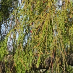 Exocarpos cupressiformis at Nicholls, ACT - 21 Oct 2017