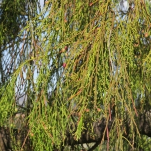 Exocarpos cupressiformis at Nicholls, ACT - 21 Oct 2017