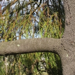 Exocarpos cupressiformis at Nicholls, ACT - 21 Oct 2017