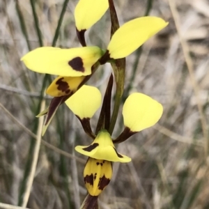 Diuris sulphurea at Bungendore, NSW - suppressed