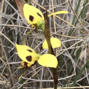 Diuris sulphurea at Bungendore, NSW - suppressed