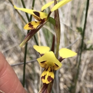 Diuris sulphurea at Bungendore, NSW - suppressed