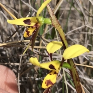 Diuris sulphurea at Bungendore, NSW - suppressed