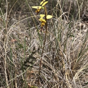 Diuris sulphurea at Bungendore, NSW - suppressed