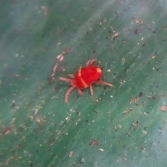 Paratrombium sp. (genus) (A velvet mite) at Farringdon, NSW - 20 Oct 2017 by Christine