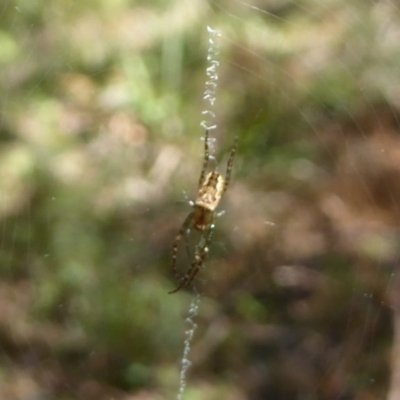 Plebs eburnus (Eastern bush orb-weaver) at Farringdon, NSW - 20 Oct 2017 by Christine