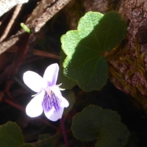 Viola sp. at Farringdon, NSW - 21 Oct 2017 12:00 AM