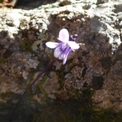 Viola sp. at Farringdon, NSW - 21 Oct 2017 12:00 AM