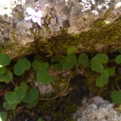 Viola sp. at Farringdon, NSW - 21 Oct 2017 12:00 AM