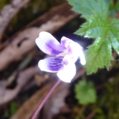 Viola sp. at Farringdon, NSW - 21 Oct 2017