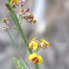 Daviesia leptophylla (Slender Bitter Pea) at Percival Hill - 21 Oct 2017 by gavinlongmuir