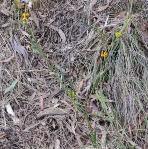 Daviesia leptophylla at Nicholls, ACT - 21 Oct 2017 05:12 PM