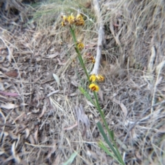 Daviesia leptophylla at Nicholls, ACT - 21 Oct 2017