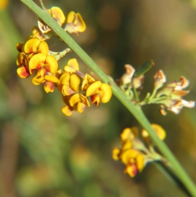 Daviesia leptophylla (Slender Bitter Pea) at Nicholls, ACT - 21 Oct 2017 by gavinlongmuir