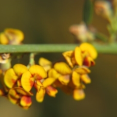 Daviesia leptophylla at Nicholls, ACT - 21 Oct 2017