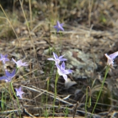 Wahlenbergia sp. (Bluebell) at Nicholls, ACT - 21 Oct 2017 by gavinlongmuir