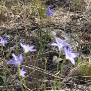 Wahlenbergia sp. at Nicholls, ACT - 21 Oct 2017