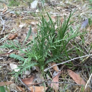 Eryngium ovinum at Nicholls, ACT - 20 Oct 2017 04:42 PM