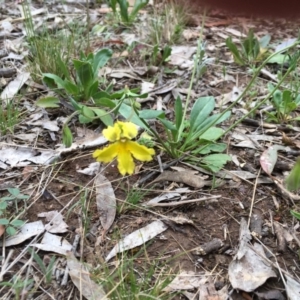 Velleia paradoxa at Nicholls, ACT - 20 Oct 2017