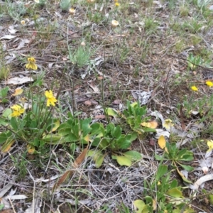 Velleia paradoxa at Nicholls, ACT - 20 Oct 2017