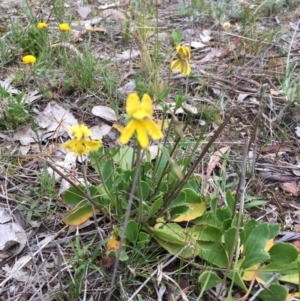 Velleia paradoxa at Nicholls, ACT - 20 Oct 2017