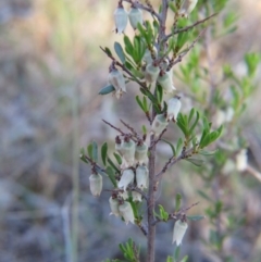 Cryptandra spinescens at Percival Hill - 15 Oct 2017 by gavinlongmuir