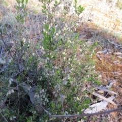 Cryptandra spinescens at Nicholls, ACT - 15 Oct 2017 05:26 PM