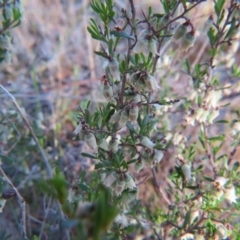 Cryptandra spinescens at Nicholls, ACT - 15 Oct 2017 05:26 PM