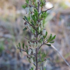 Cryptandra spinescens at Nicholls, ACT - 15 Oct 2017 05:26 PM