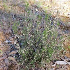 Cryptandra spinescens at Nicholls, ACT - 15 Oct 2017 05:26 PM