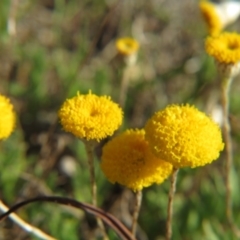 Leptorhynchos squamatus (Scaly Buttons) at Percival Hill - 15 Oct 2017 by gavinlongmuir