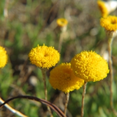 Leptorhynchos squamatus (Scaly Buttons) at Percival Hill - 15 Oct 2017 by gavinlongmuir