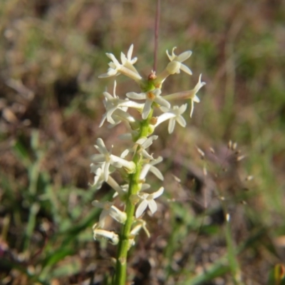 Stackhousia monogyna (Creamy Candles) at Nicholls, ACT - 15 Oct 2017 by gavinlongmuir