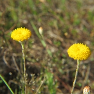 Leptorhynchos squamatus at Nicholls, ACT - 15 Oct 2017