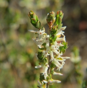 Brachyloma daphnoides at Nicholls, ACT - 15 Oct 2017