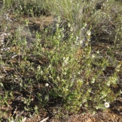 Brachyloma daphnoides at Nicholls, ACT - 15 Oct 2017