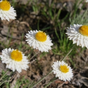 Leucochrysum albicans subsp. tricolor at Nicholls, ACT - 15 Oct 2017