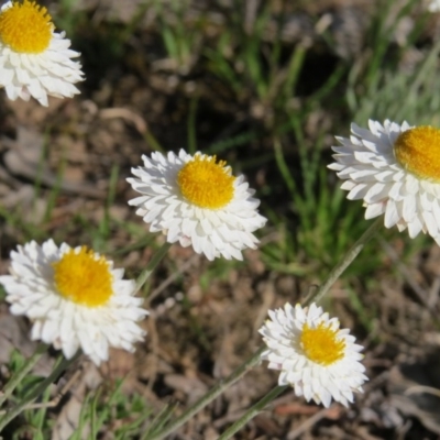 Leucochrysum albicans subsp. tricolor (Hoary Sunray) at Nicholls, ACT - 15 Oct 2017 by gavinlongmuir