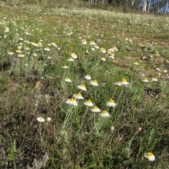 Leucochrysum albicans subsp. tricolor at Nicholls, ACT - 15 Oct 2017