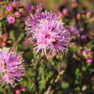 Kunzea parvifolia at Nicholls, ACT - 15 Oct 2017