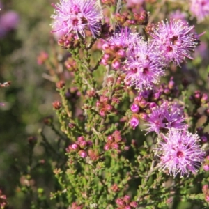 Kunzea parvifolia at Nicholls, ACT - 15 Oct 2017