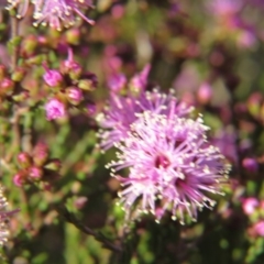 Kunzea parvifolia at Nicholls, ACT - 15 Oct 2017