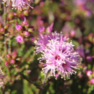 Kunzea parvifolia at Nicholls, ACT - 15 Oct 2017